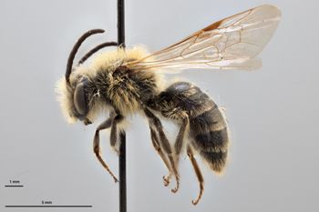 Media type: image;   Entomology 772947 Aspect: habitus lateral view